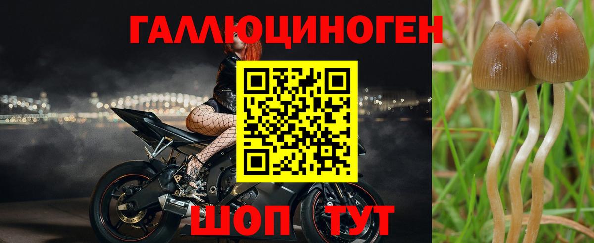Кушва  Псилоцибиновые грибы Cubensis  Вход с VPN 